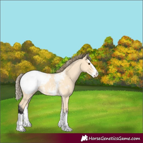 Horse Color:Buckskin Dun Splash Snowcap 