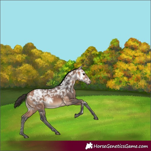 Horse Color:White Spotted Bay Ice 