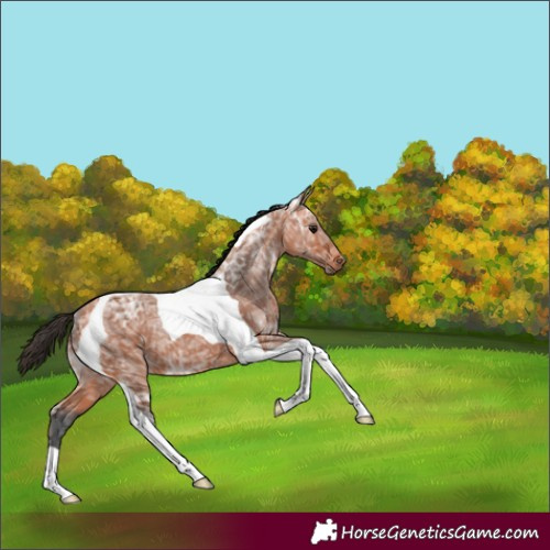 Horse Color:Bay Ice Tobiano