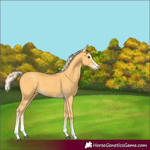 Horse Color:Palomino Sabino Splash