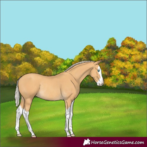 Horse Color:Gold Cream Champagne Splash Rabicano 