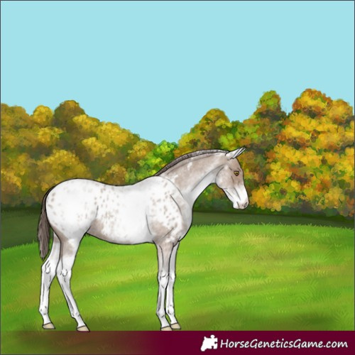 Horse Color:White Spotted Classic Champagne Roan Near Leopard Rabicano