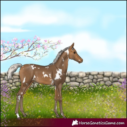 Horse Color:White Spotted Silver Buckskin