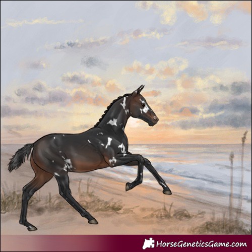 Horse Color:White Spotted Brown
