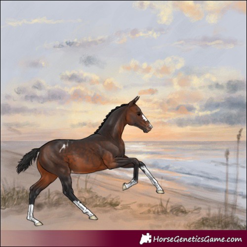 Horse Color:Brown Blanket 