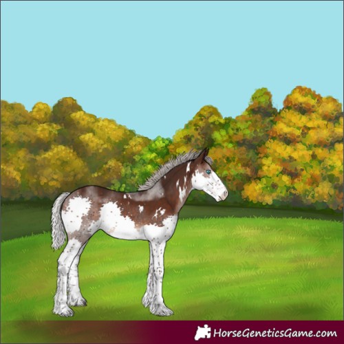 Horse Color:White Spotted Silver Brown Splash Tobiano 