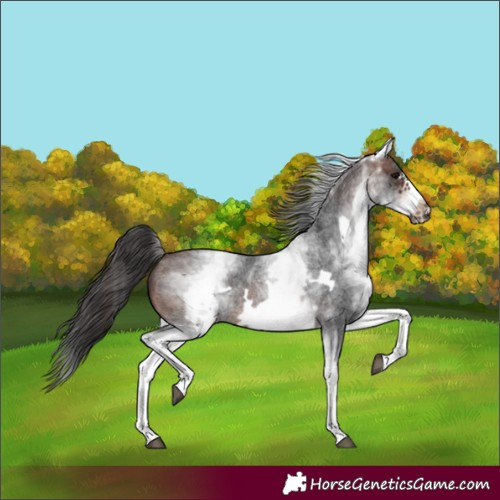 Horse Color:White Spotted Brown Roan Frame