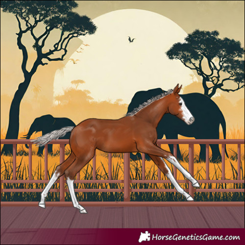Horse Color:White Spotted Silver Bay
