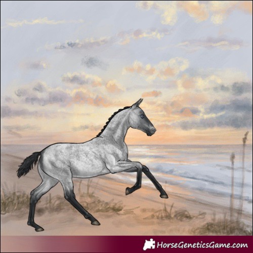Horse Color:Brown Chinchilla Roan