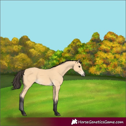 Horse Color:Buckskin 