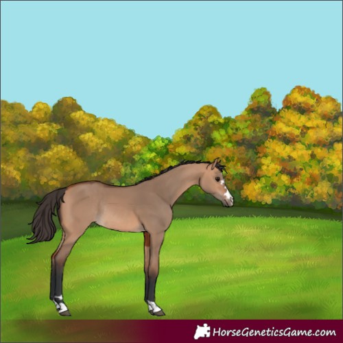 Horse Color:Bay Dun Rabicano 