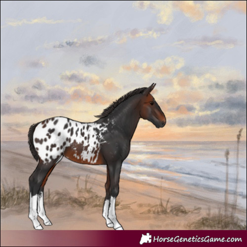 Horse Color:White Spotted Bay Blanket 