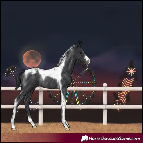Horse Color:Black Tobiano Varnish Rabicano 