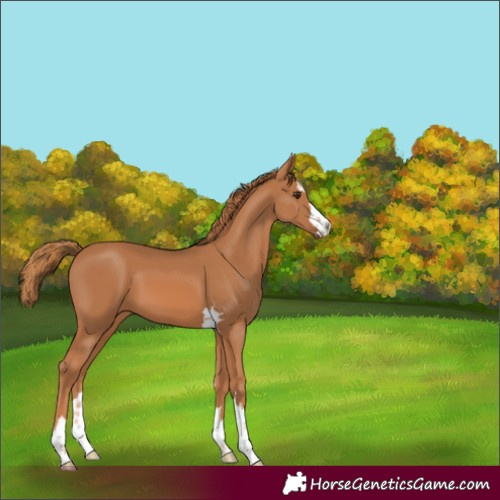 Horse Color:Chestnut 
