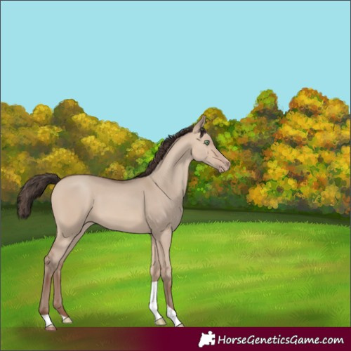 Horse Color:Sable Champagne Dun Tobiano 