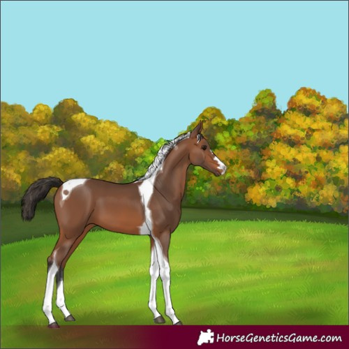 Horse Color:Bay Tobiano