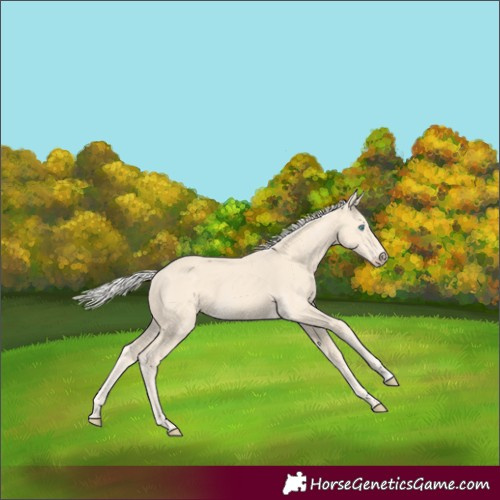 Horse Color:Cremello 