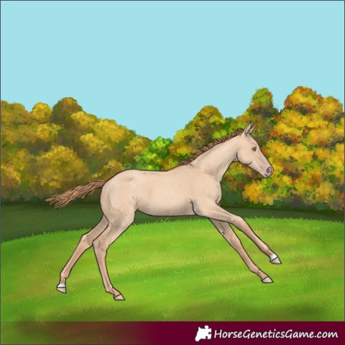Horse Color:Gold Champagne Dun