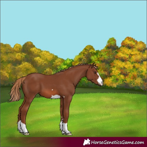 Horse Color:Chestnut 