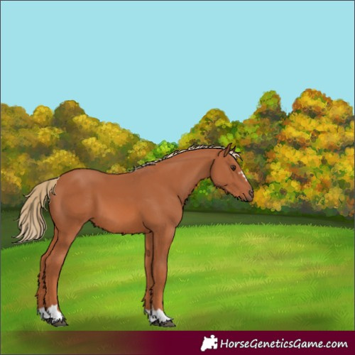 Horse Color:Chestnut 