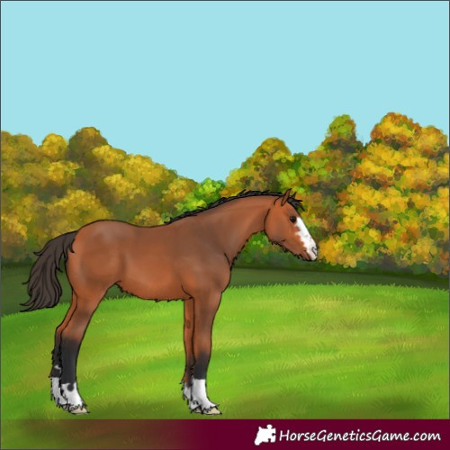 Horse Color:Bay 