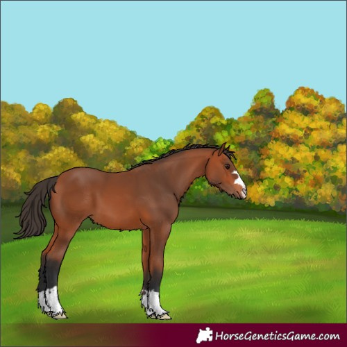 Horse Color:Bay 