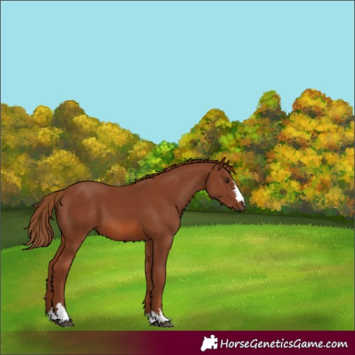 Horse Color:Chestnut 
