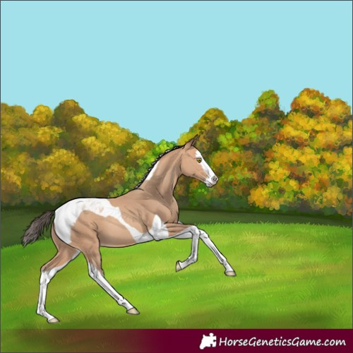 Horse Color:Amber Champagne Splash Tobiano 