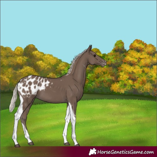 Horse Color:Silver Black Tobiano Blanket