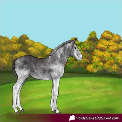Horse Color:White Spotted Smoky Black Splash 