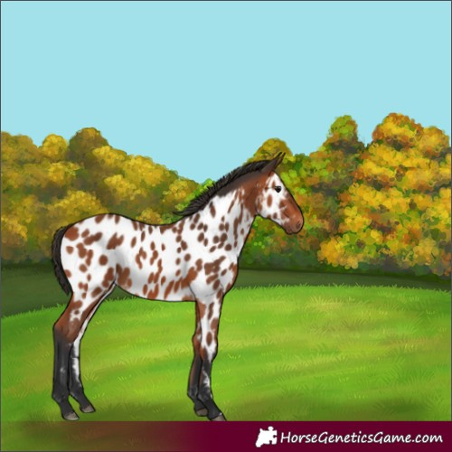 Horse Color:Bay Near Leopard 