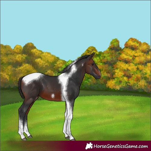Horse Color:Bay Tobiano Frame