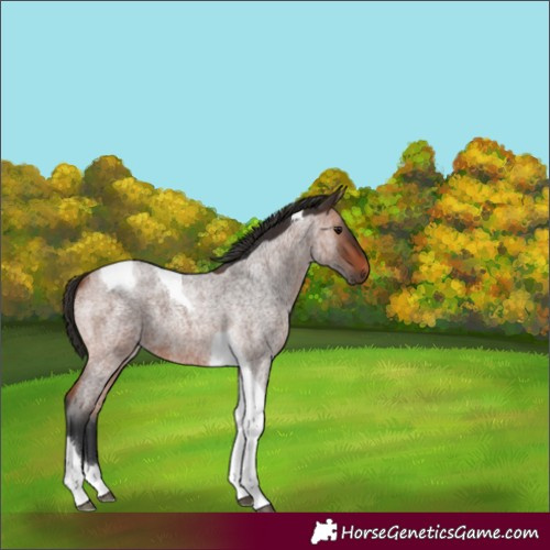 Horse Color:Bay Roan Tobiano