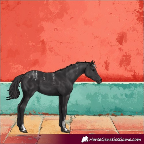 Horse Color:Powder White Smoky Black
