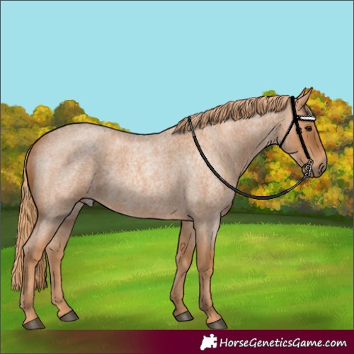 Horse Color:Red Roan 