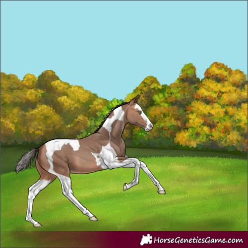 Horse Color:Amber Champagne Splash Tobiano