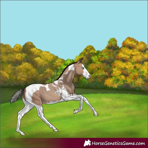 Horse Color:Sable Champagne Splash Tobiano