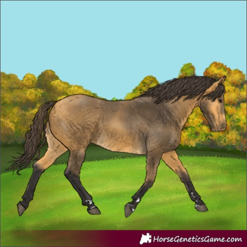 Horse Color:Buckskin 
