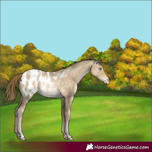 Horse Color:Buckskin Pearl Blanket