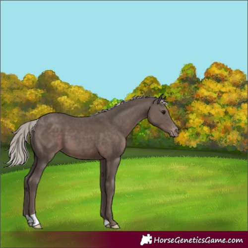 Horse Color:Silver Black Varnish