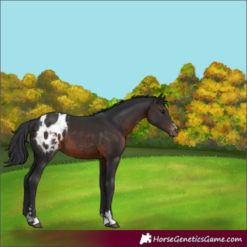 Horse Color:Brown Blanket 