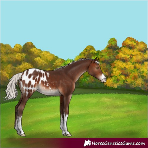 Horse Color:White Spotted Silver Brown Blanket