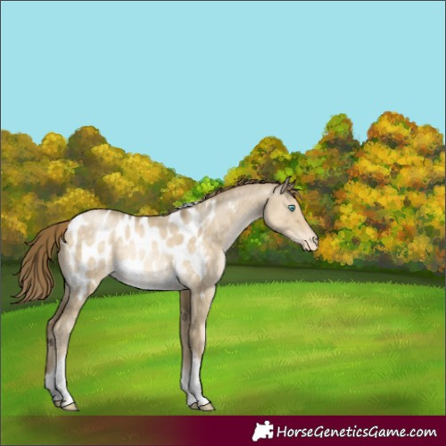 Horse Color:Buckskin Pearl Dun Tobiano Near Leopard