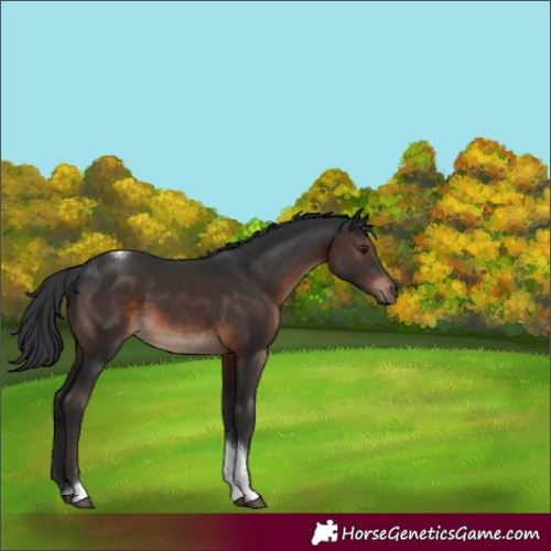 Horse Color:Brown Tobiano 