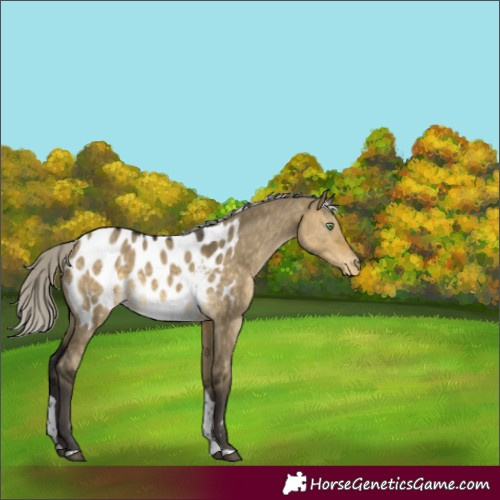 Horse Color:Silver Buckskin Dun Tobiano Near Leopard 