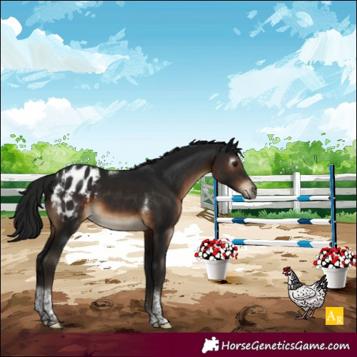 Horse Color:Gray Brown Tobiano Blanket Rabicano 