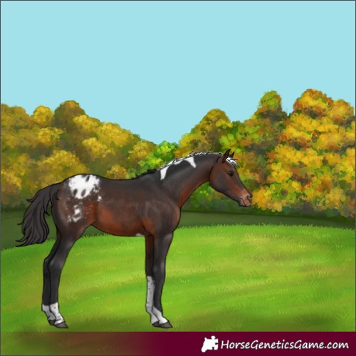 Horse Color:Brown Tobiano Blanket