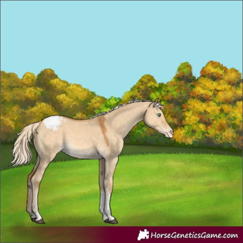 Horse Color:White Spotted Palomino Dun Tobiano Snowcap 