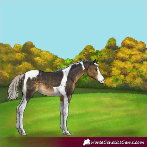 Horse Color:White Spotted Silver Buckskin Tobiano Blanket
