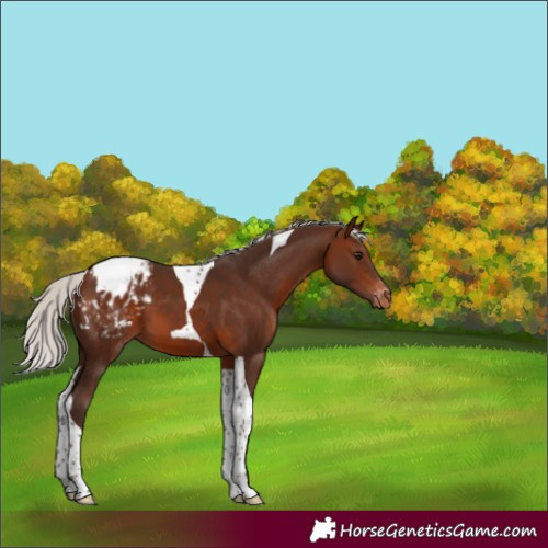 Horse Color:Silver Brown Tobiano Blanket 